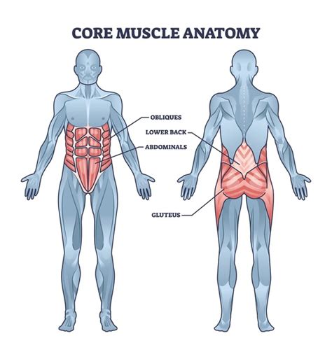 Core Muscles Images Stock Photos D Objects Vectors Shutterstock