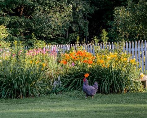 In short period these feathery friends can cause the mess in your garden do you face the same issues, then no need to worry at all? Keeping Chickens Out of Flower Beds | ThriftyFun