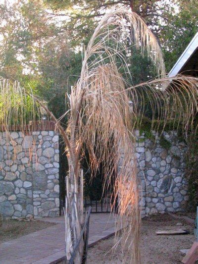 Maybe you would like to learn more about one of these? Queen Palm Winter Care - How To Overwinter Queen Palms
