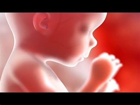 Pembuahan yang terjadi pada umumnya 2 minggu setelah tanggal menstruasi terakhir dimulai. Kehamilan 8-9 Bulan Video Perkembangan Janin33 - YouTube