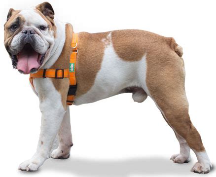 There are 939 french bulldog harness for sale on etsy, and they cost $34.37 on average. Top 5 Best Harnesses for French Bulldogs in 2018 ...