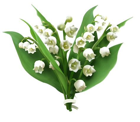 Lily of the Valley Png Téléchargement gratuit PNG All