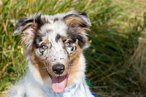 470 Blue Eyed Merle Stock Photos Pictures And Royalty Free Images Istock