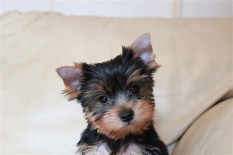 If the puppy is 4 weeks old or older soak some dry puppy food in water loosen up with a fork and he/she should eat it and about 2 week all teeth in they should eat the food dry good. How To Train A Yorkie | Canna-Pet®