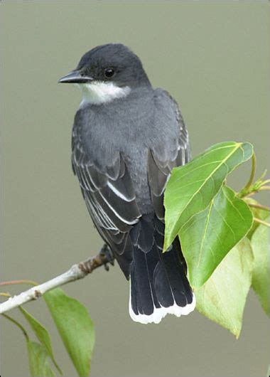 Howstuffworks Eastern Kingbird Wild Birds Wild Birds Bird Life
