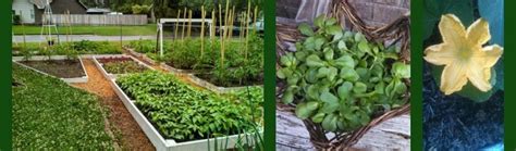 Dec 27, 2019 · monthly gardening calendar zone 8. Drying Herbs in the Oven | Planting calendar, Plants ...