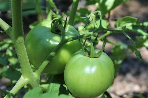 Green Tomatoes On Vine Free Stock Photo Public Domain Pictures