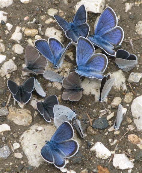Uk Butterflies Mazarine Blue Cyaniris Semiargus