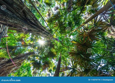Palm Tree In Tropical Rainforest Stock Photo Image Of Natural