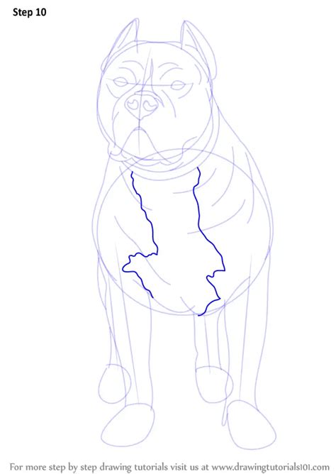 Step By Step How To Draw A Pitbull