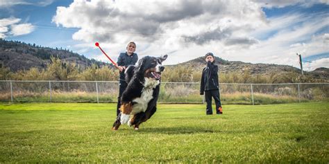 Towns New Off Leash Dog Park Officially Opens Timeschronicleca