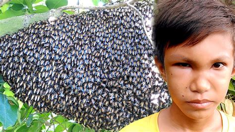 Harvesting Giant Honeybees Wrong Ways Bees Sting Swollen Face Life Of