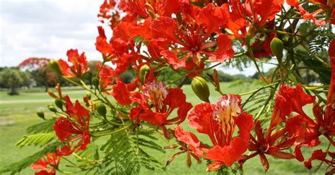 Red Blooming Tree Florida Is The Responsibility Binnacle Miniaturas