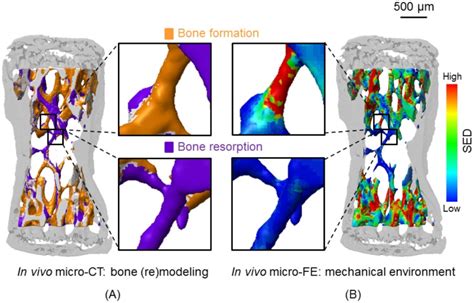 A Three Dimensional Trabecular Bone Formation And Resorption Sites