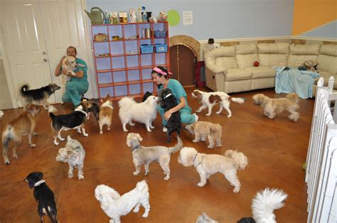 Dog Day Care Center Kelaniya Worksop Dog Trainers Dreams Of Building