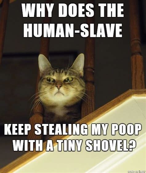Humor Animal Funny Animal Jokes Funny Cat Memes Cute Funny Animals