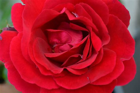 Red Blossom Bloom Free Photo On Pixabay Pixabay