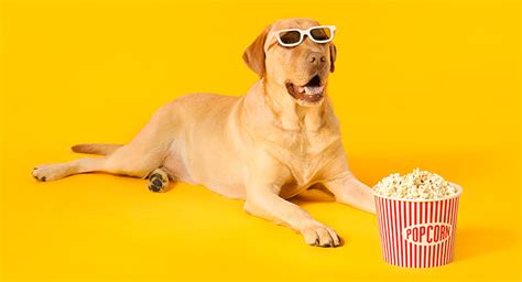 Can Dogs Eat Popcorn A Complete Guide To Safe Sharing