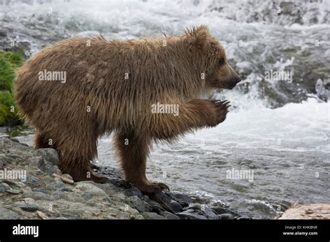 Grizzly Bear Ursus Arctos Horribilis Cub Lifting Paw Chenik River