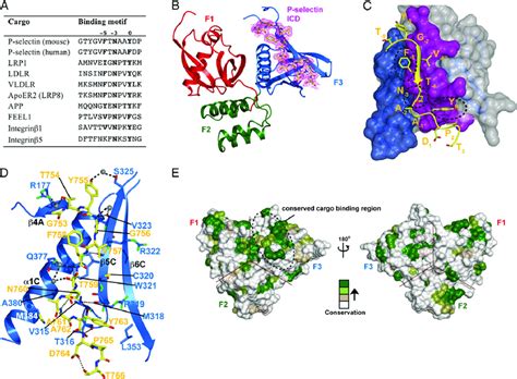 Structure Of The Snx17 Ferm Domain In Complex With The P Selectin Icd Download Scientific