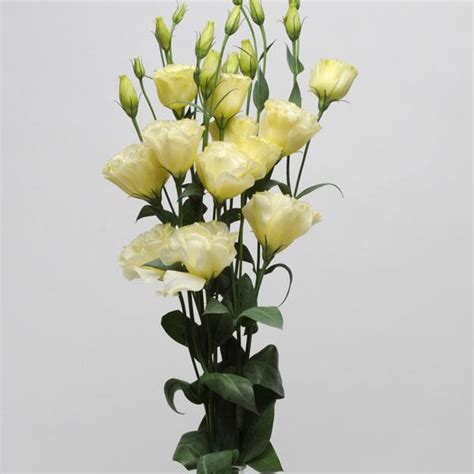 May 28, 2021 · made in the us, this burpee home professional two tier grow light system, has all your lighting requirements taken care of. ABC™ 2 Yellow Lisianthus