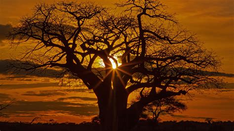 Africa Savannah Tree Without Leaf During Sunset HD Nature Wallpapers ...