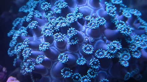 Blue Coral Breathing Youtube