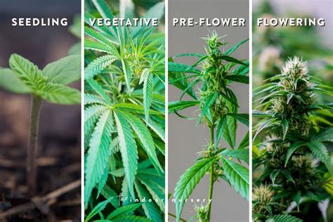 The Weed Plant Stages And How To Tell Male Vs Female
