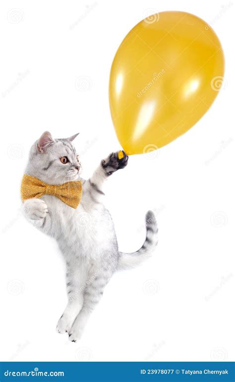 Cat Kitten Flying With A Golden Balloon Stock Image Image Of Adult Pets