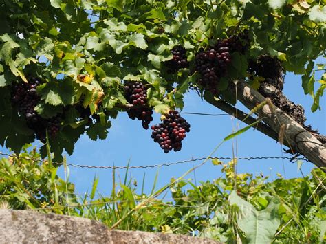 Free Images Tree Branch Grape Vineyard Fruit Flower Food