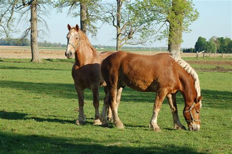 Are Belgian Horses Bigger Than Clydesdales? Plus Quick Facts