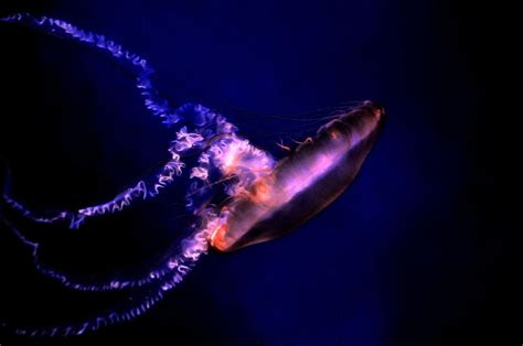 Jellyfish Glow Photograph By Gulf Island Photography And Images Fine