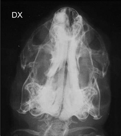 What is nasal cavity definition, what is the function of nasal cavity, role of mucus in nasal cavity, anatomy, structure, nasal cavity bones, labeled diagram. Skull radiography. Rostrocaudal view. Note the right nasal ...