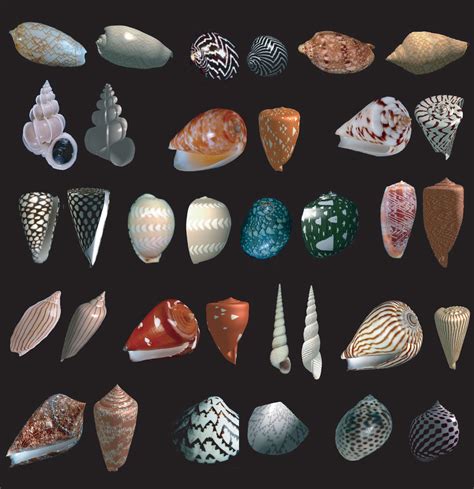 The Neural Origins Of Shell Structure And Pattern In Aquatic Mollusks