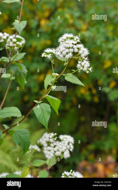 White Snakeroot Ageratina Altissima Syn Eupatorium Rugosum Stock