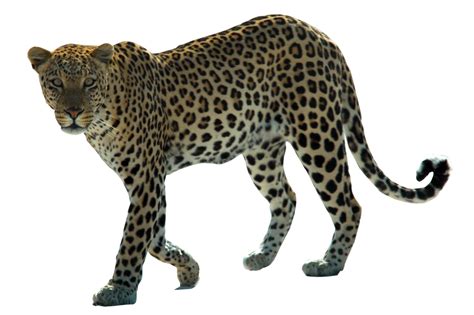 Leopard Png By Kasirun Hasibuan On Deviantart