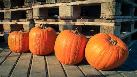 Pumpkins With Pallets Free Stock Photo Public Domain Pictures