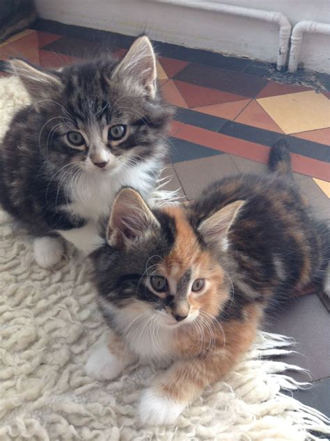 Heritability has not been proven in the. 5 stunning Maine coon X Norwegian forest kittens ...