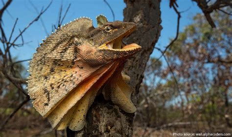 Interesting Facts About Frilled Lizards Just Fun Facts