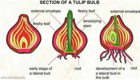 Cross Section Of A Tulip Bulb Tulips Pinterest Tulip Life Cycles