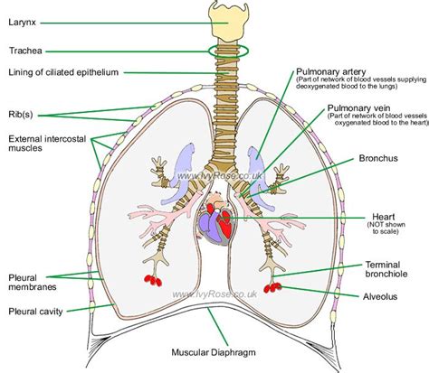 Gross anatomy encompasses cadaveric anatomy and osteology. The Lower Respiratory Tract - incl. components of the Respiratory System | Respiratory system ...