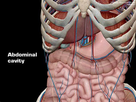 Abdominal Cavity Organs