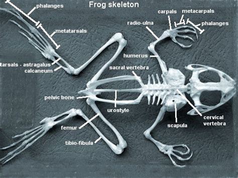 Skeletons Of Animals And Birds Skeleton Animal Bones Animal Skeletons