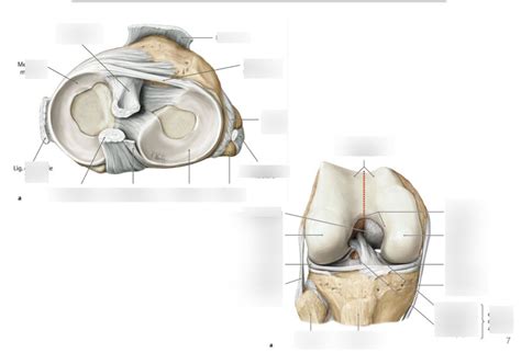 Knie Menisken B Nder Diagram Quizlet