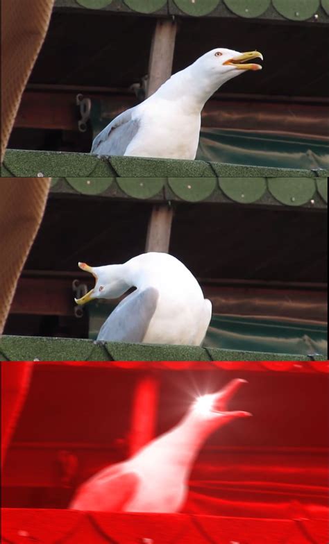 Shouting Seagull Meme Template Share The Best Gifs Now