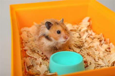 Hamster Bedding Selection Tips And Tricks For New Owners Hamsteropedia
