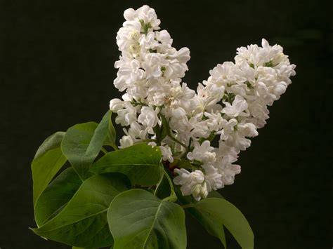 Free Images Blossom White Leaf Flower Petal Bloom Produce
