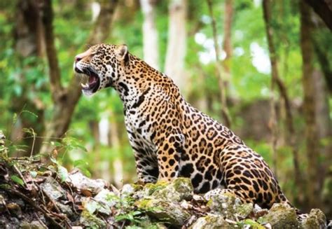 Tropical rainforest animal adaptations : Quintana Roo holds the largest jaguar population ...
