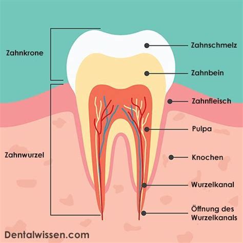 Die häufigsten ursachen für gezogene zähne. Pin von Николь auf Биологии in 2020 | Zähne, Anatomie ...