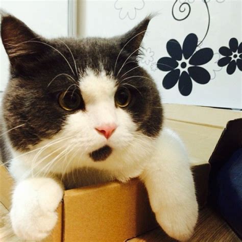 Meet Banye The Adorable Always Looks Surprised Cat Chat Nouveau